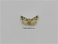 藏品(夜蛾619)的圖片